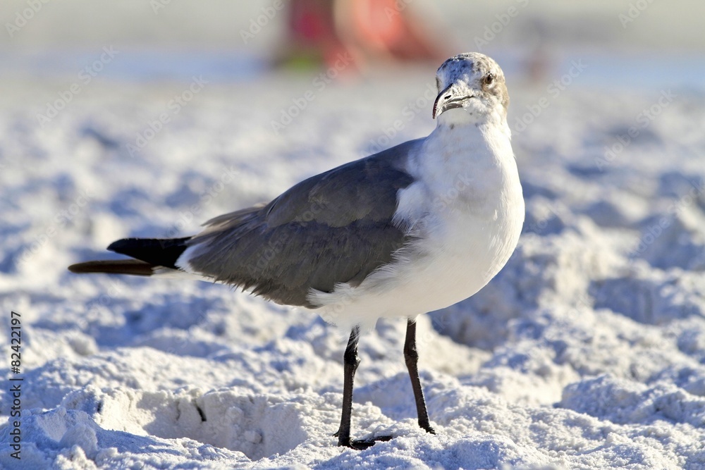 Obraz premium Seagull at the beach