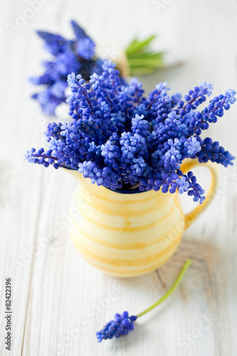 Fototapeta Naklejka Na Ścianę i Meble -  grape hyacinth flowers in a pitcher