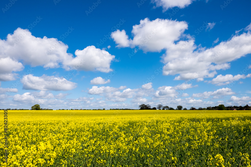 Rape Seed Field Rape Seed Field