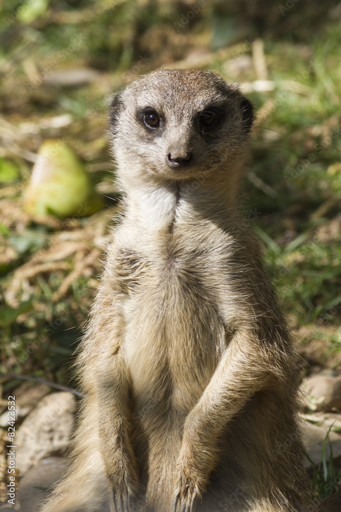 meerkat in the forest meerkat in the forest