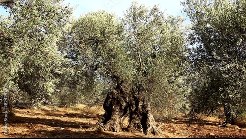 1000 year old olive tree in orchard
