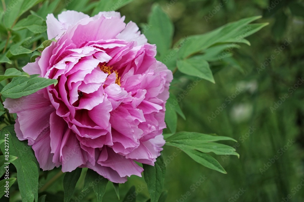 Peony - Paeonia Peony - Paeonia