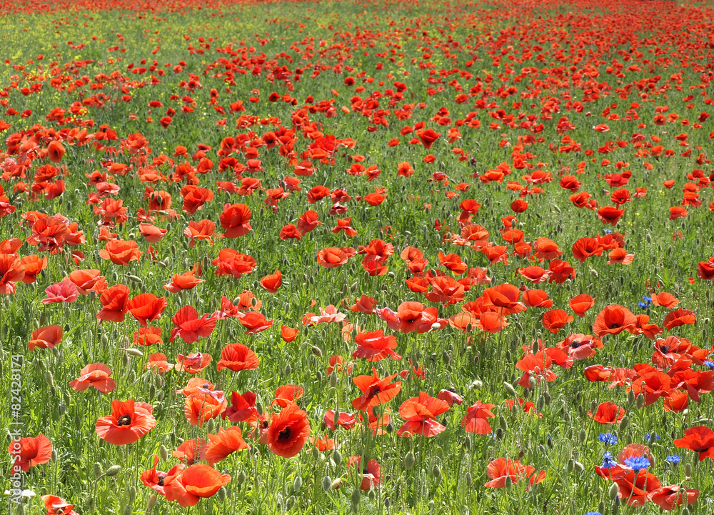 wild and poppy flowers on a meadow