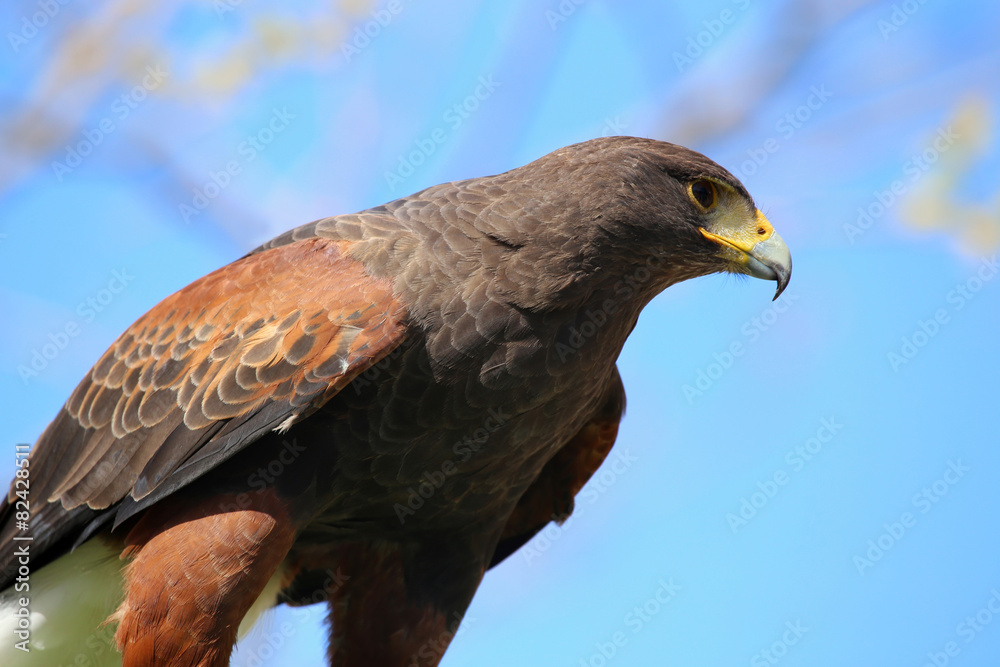 Fototapeta premium golden eagle reading to attack