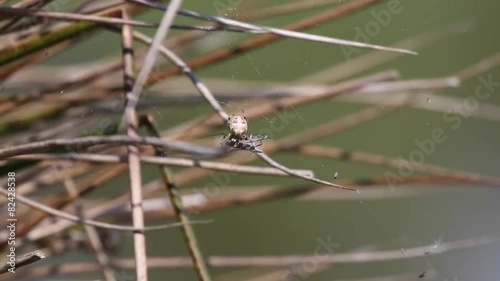 Kreuzspinne