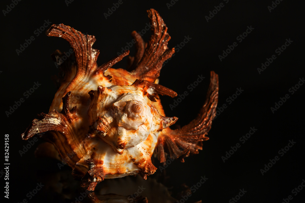 Sea spiral snail shell on black background Sea spiral snail shell on black background