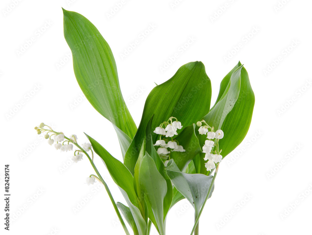 Fototapeta premium Lily of the valley