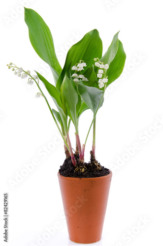 Fototapeta Naklejka Na Ścianę i Meble -  Lily of the valley in a pot