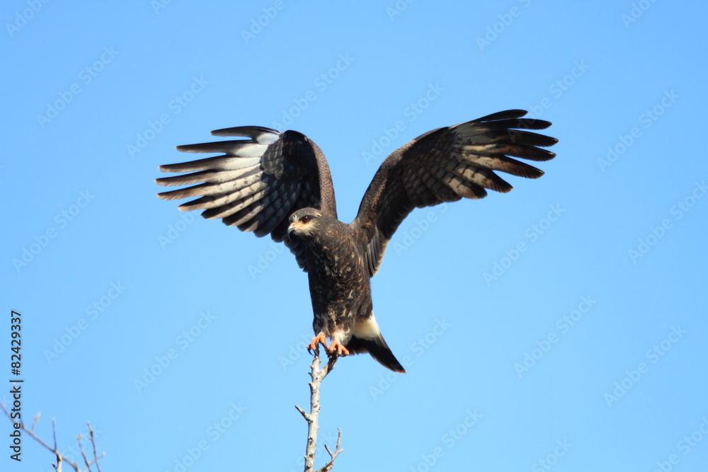 Fototapeta premium Snail Kite (Rostrhamus sociabilis) in Florida, North America