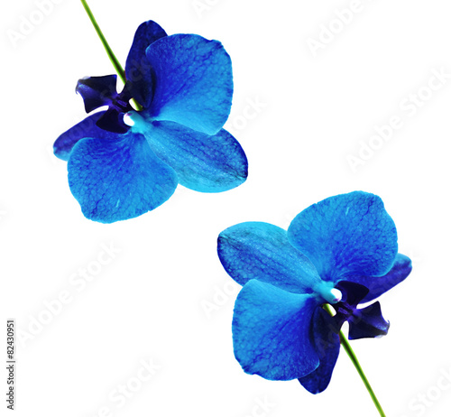 orchid isolated on white background