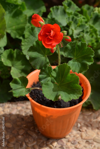 Fototapeta Naklejka Na Ścianę i Meble -  Geranium in a flowerpot.