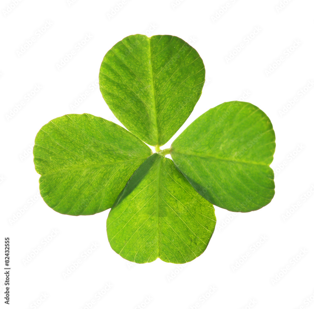 Green clover leaf, isolated on white Green clover leaf, isolated on white