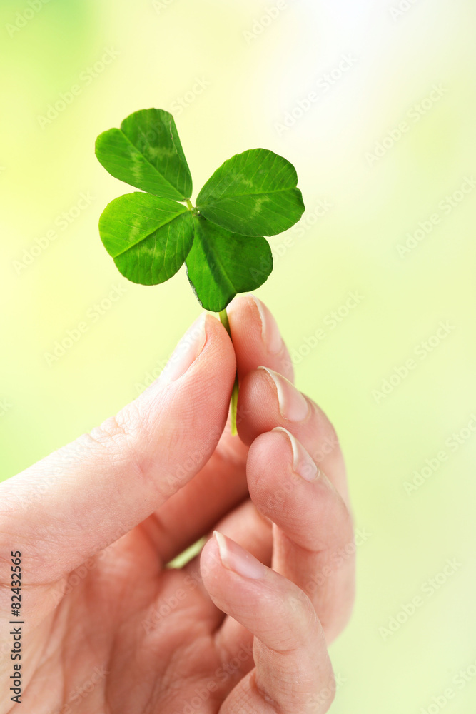 Female hand holding green clover leaf on nature background Female hand holding green clover leaf on nature background