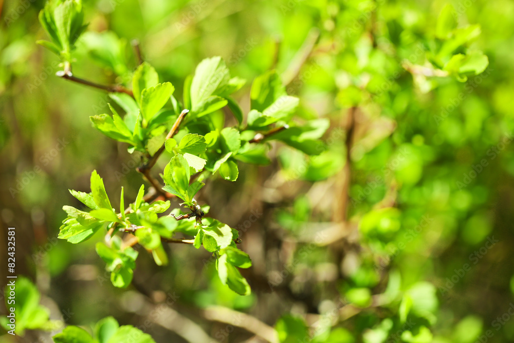 Fresh spring leaves on branch, close up Fresh spring leaves on branch, close up