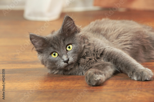 Cute gray kitten plays on floor at home