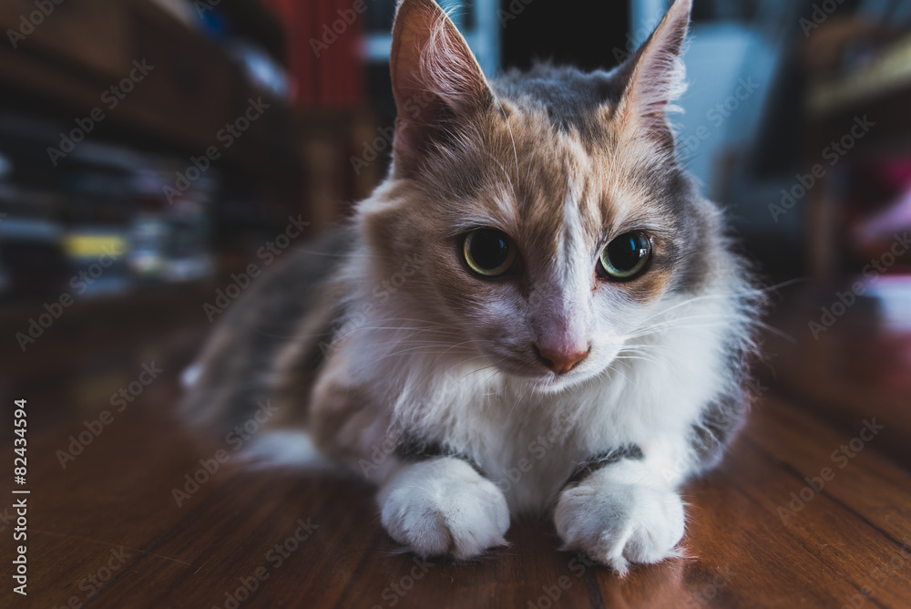 Cat looking on wood floor with great light Cat looking on wood floor with great light