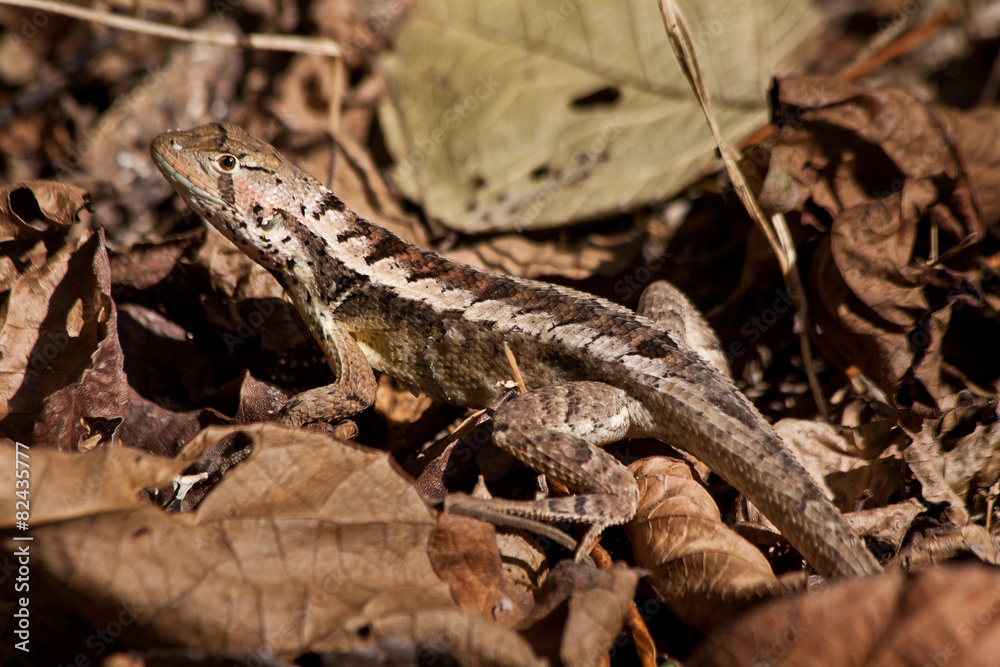 Close up shot of cute little brown lizard Close up shot of cute little brown lizard