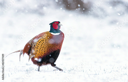 pheasant photo