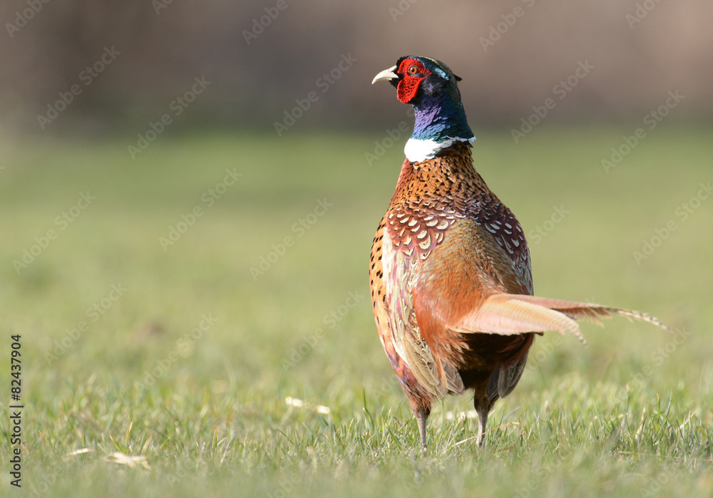Fototapeta premium pheasant
