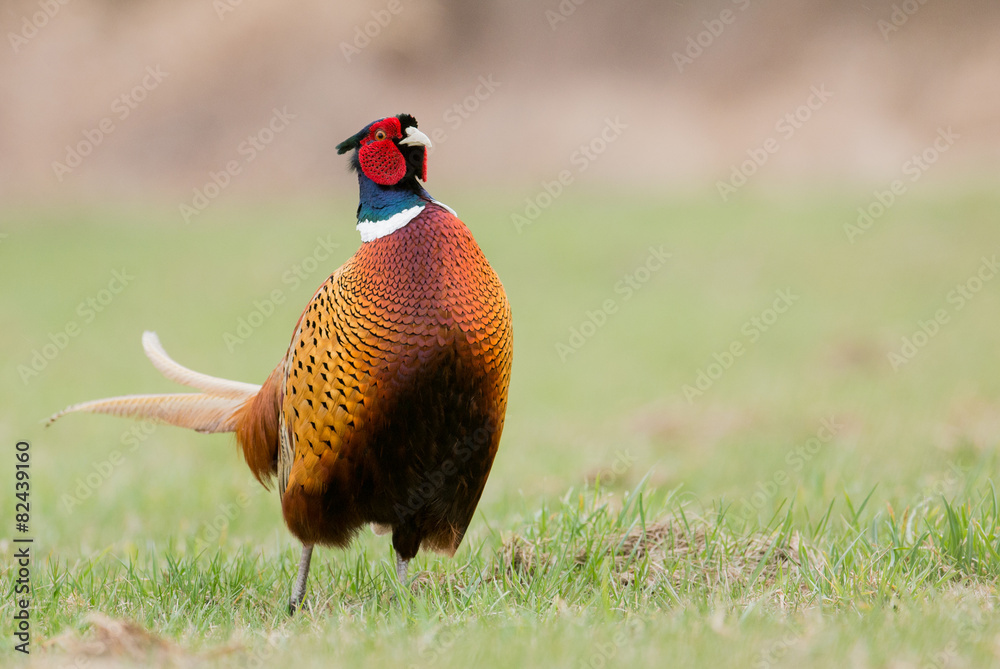Naklejka premium Ringneck Pheasant (Phasianus colchicus)