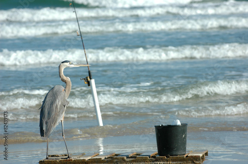 A Bird's Gotta Eat photo