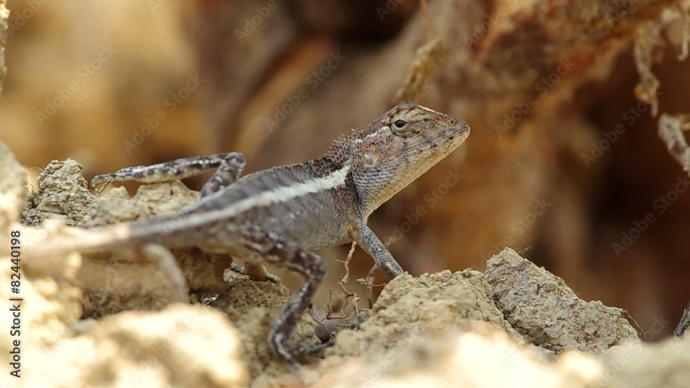 lizard is moving head position and looking around lizard is moving head position and looking around