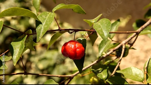 Pitanga The Surinam Cherry, Brazilian Cherry, Cayenne Cherry, Eugenia uniflora 
