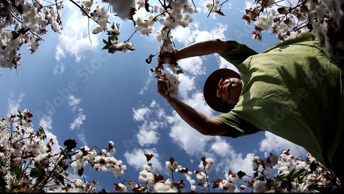 A farmer picks cotton wool for lab testing for quality control
