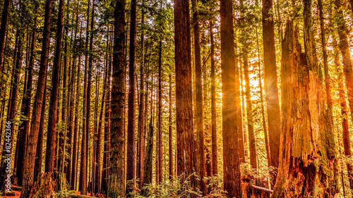 Redwood Sun photo