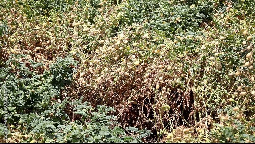 Chickpea field beans on the pod Chickpea field beans on the pod