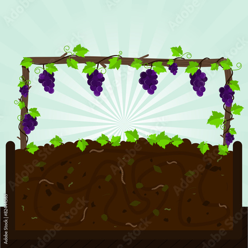 Grapevine and compost
