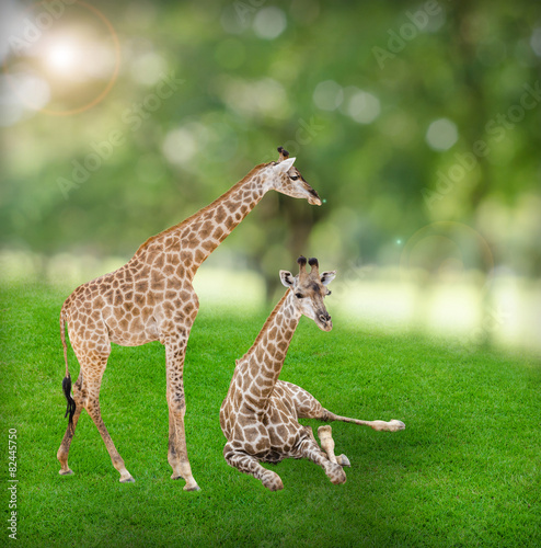 Giraffes standing and sitting on green field