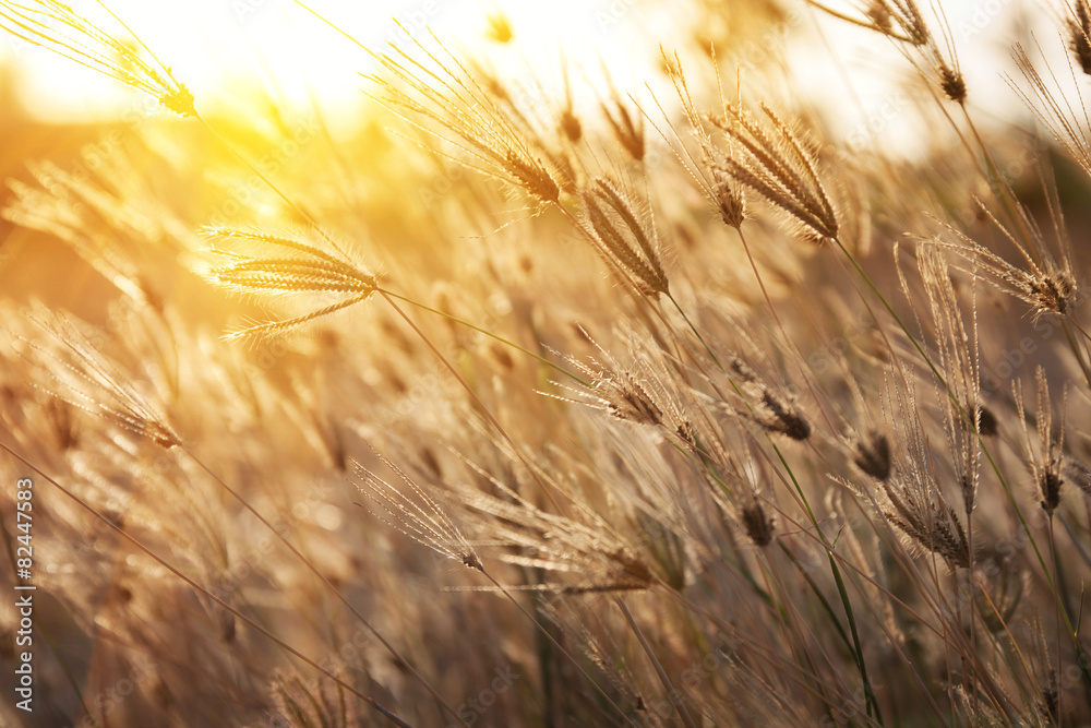 Grass with morning light