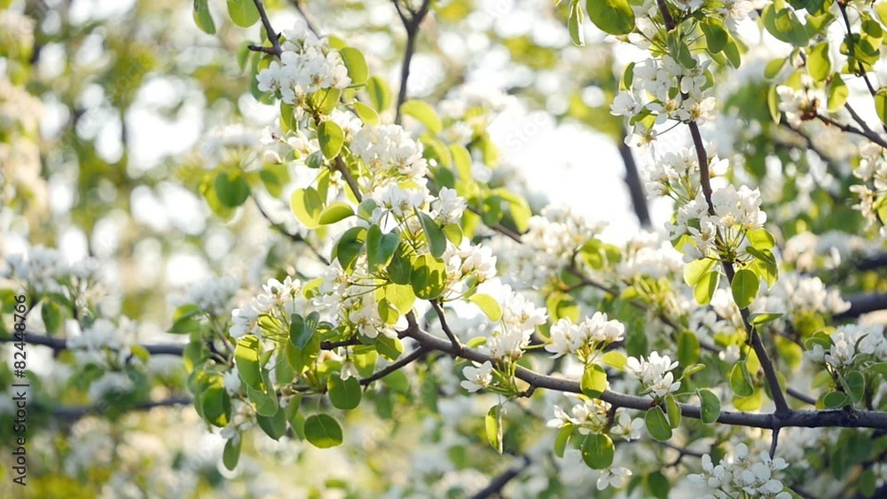 Flowers of apple blossoms over sunrise background Flowers of apple blossoms over sunrise background