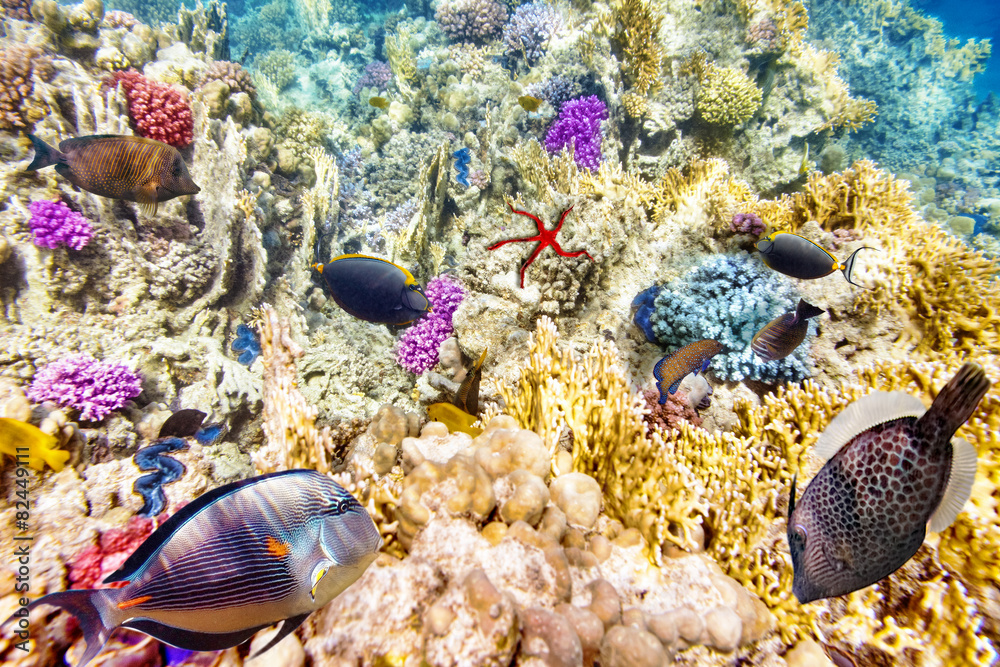 Fototapeta premium Underwater world with corals and tropical fish.