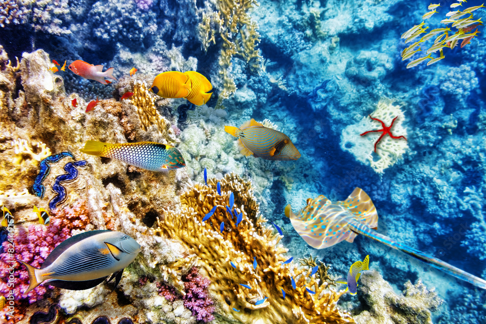 Fototapeta premium Underwater world with corals and tropical fish.