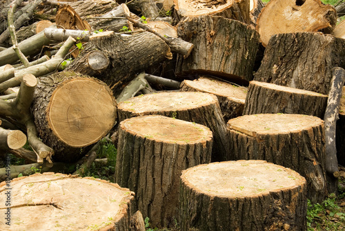 Canvas Print Pile of stumps