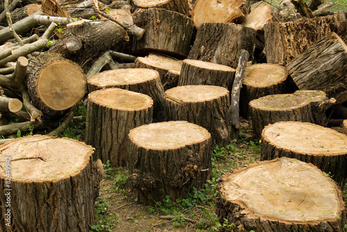 Tablou pe pânză Pile of stumps