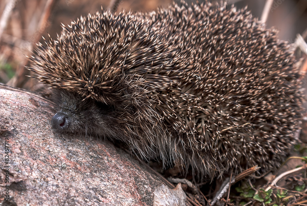 Fototapeta premium Hedgehog sitting on stone