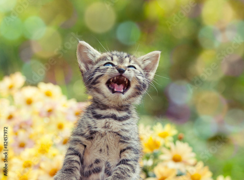 Fotografia Cute little meowing kitten in the garden