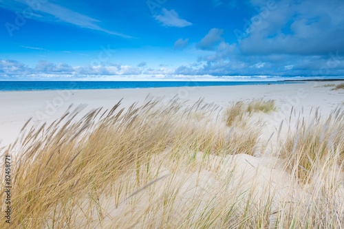 Fototapeta Naklejka Na Ścianę i Meble -  Beautiful sea shore with wild grass and shore plants