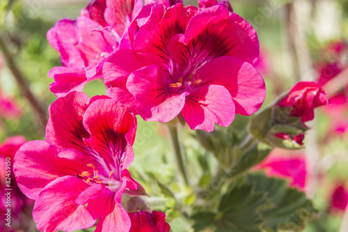 Fototapeta Naklejka Na Ścianę i Meble -  Geranium flowers, Pelargonium