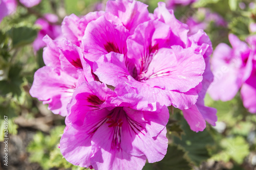 Fototapeta Naklejka Na Ścianę i Meble -  Geranium flowers, Pelargonium