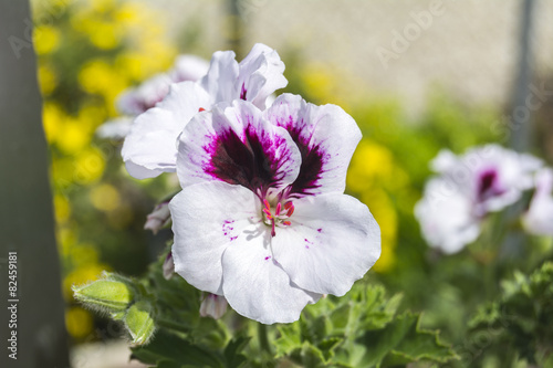 Fototapeta Naklejka Na Ścianę i Meble -  Geranium flowers, Pelargonium