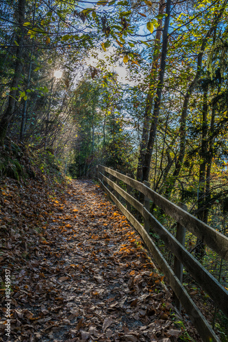 Waldweg