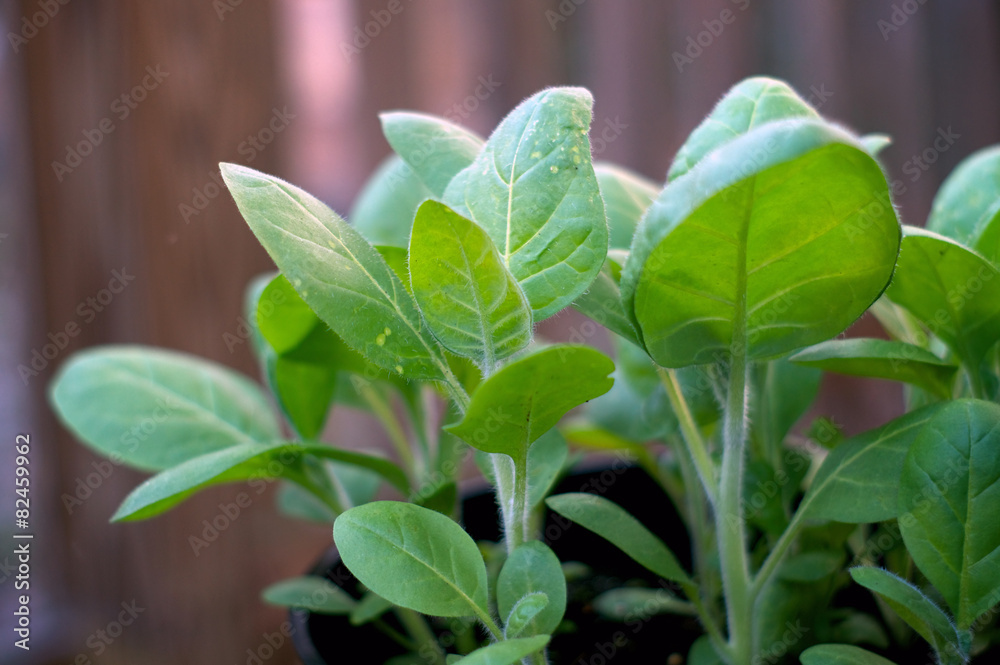 young tobacco plant young tobacco plant