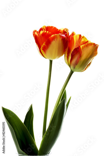 Rot gelbe Tulpe (Tulipa)