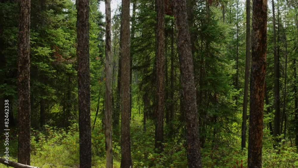 Panning medium shot of trees in forest / Idaho, United States Panning medium shot of trees in forest / Idaho, United States