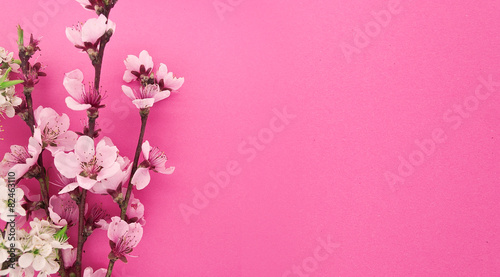 Blooming sakura, spring flowers on pink background