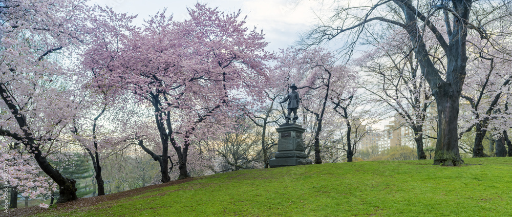 Fototapeta premium Yoshino cherry